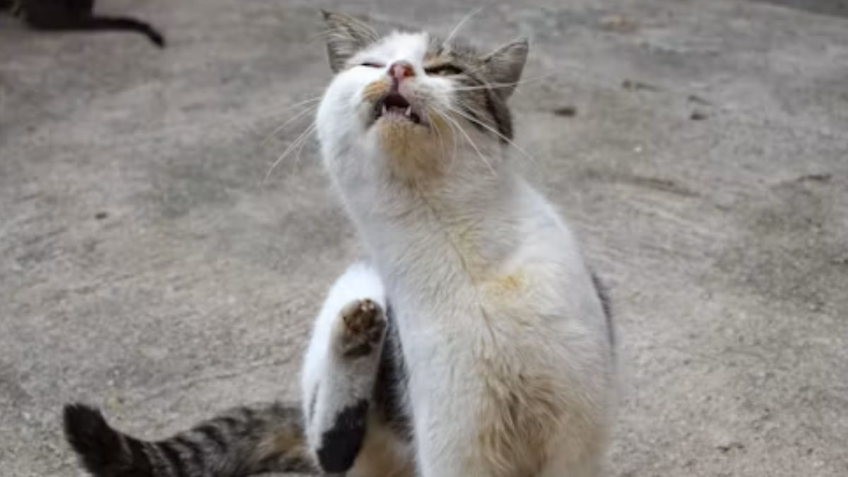 gatinho