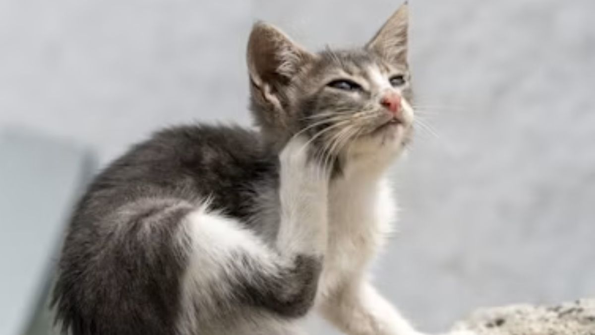 gatinho
