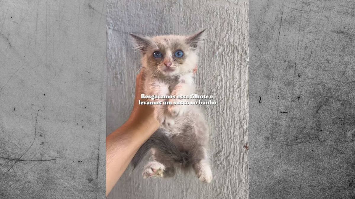 gatinho