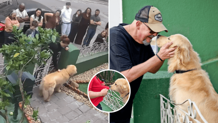 Cachorro “ladrão de roupas” viraliza com mania inusitada e vira celebridade em cidade de SC: “gosta de pegar”
