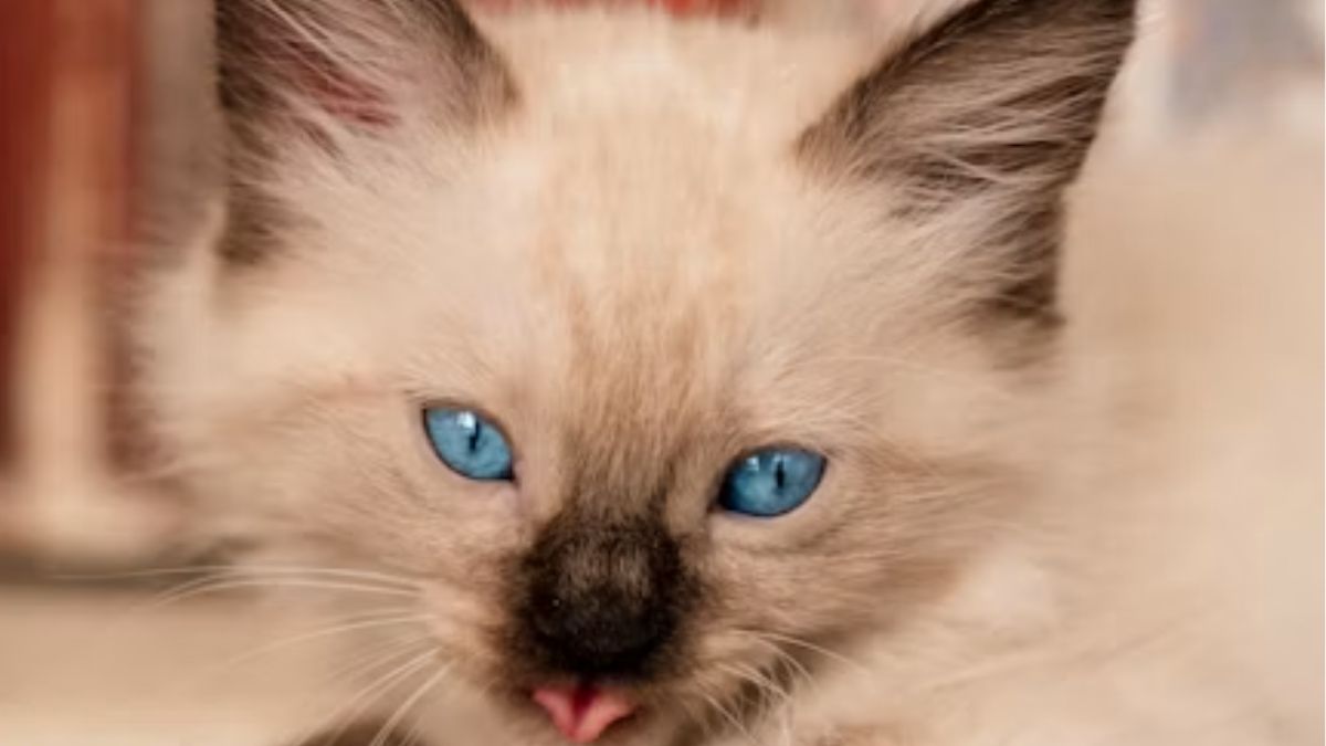 gatinho