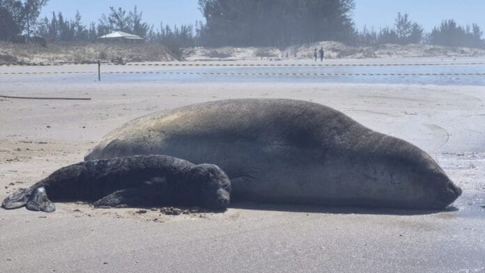 Grudado à mãe na areia, bebê de elefante-marinho morre 3 dias após nascimento raro em praia de Santa Catarina