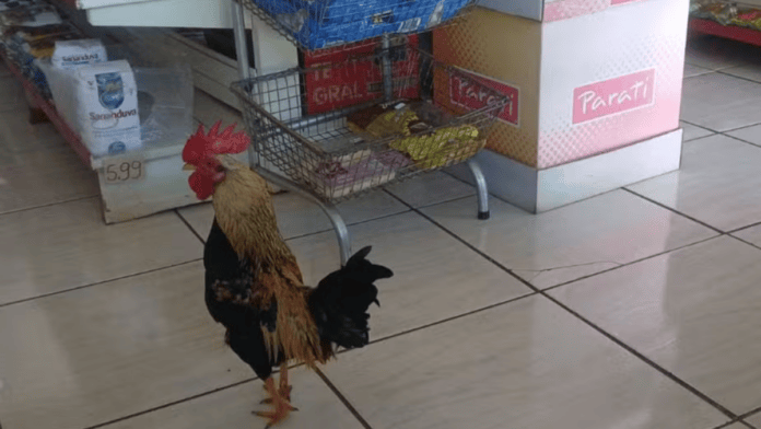 Galo Bibi vira “funcionário” de minimercado de SC e encanta clientes: “fica andando como se fosse um segurança”