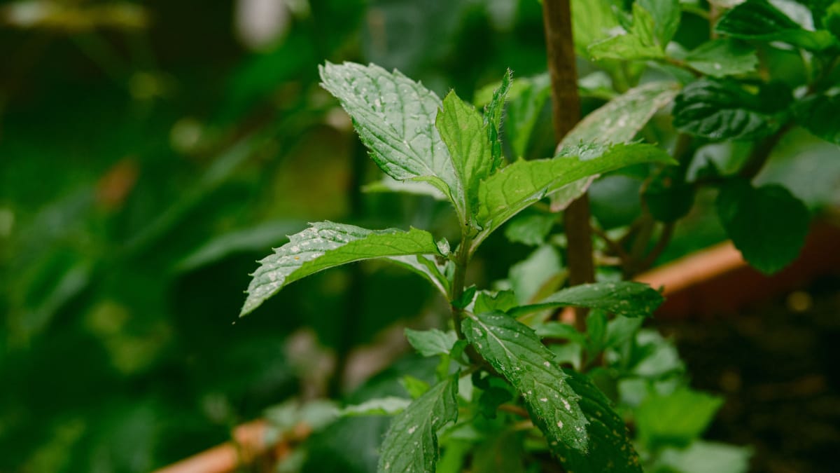 Galho de hortelã pode criar novas raízes quando plantado em substrato úmido e mantido em local bem iluminado (Foto: Ramon Karolan/ Pexels)