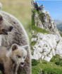 Região onde restavam 60 ursos vira destino para turistas que querem observar animais nas montanhas