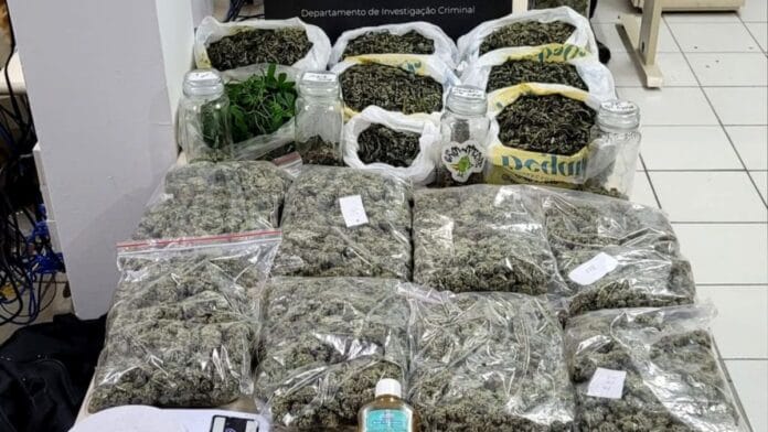 Homem diz que plantava cannabis para uso medicinal, mas polícia descobre carga de “supermaconha” em estufa de SC