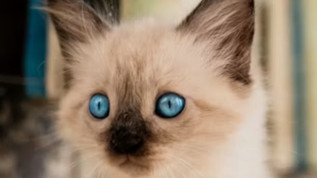 gatinho
