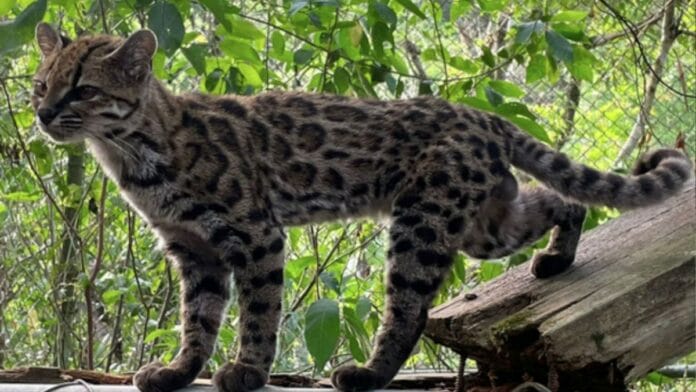 Nova espécie de felino, “tigrinho boliviano” descoberto por brasileiro era confundido com gato e pesa só 1,4 kg