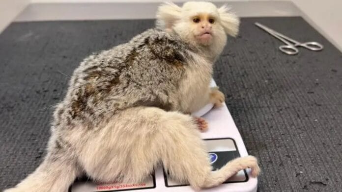 Sagui com anomalia genética rara foi resgatado em Jaraguá do Sul (Foto Prefeitura de Jaraguá do SulDivulgação)