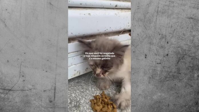 gatinho