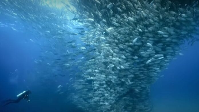 Vila de pescadores tomou decisão extrema em 1995, proibiu a pesca e fez renascer um ecossistema gigante devastado por décadas