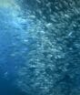 Vila de pescadores tomou decisão extrema em 1995, proibiu a pesca e fez renascer um ecossistema gigante devastado por décadas