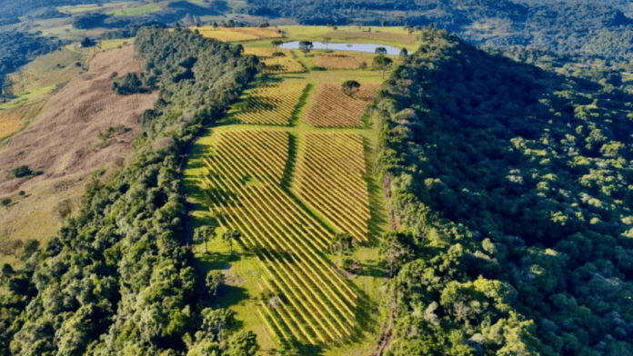 vista aérea de vinícola