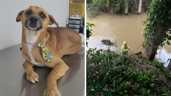 Vira-lata caramelo é resgatado de ribeirão e agora procura por um lar em SC
