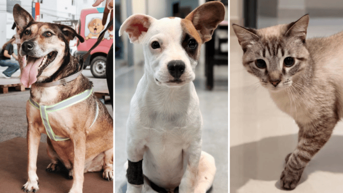 ONG banca custos veterinários de pets mesmo após a adoção e reduz gastos das famílias em SC