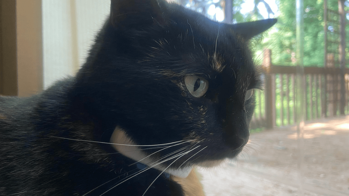 Rastreadores ajudam tutores a descobrir onde os gatos passam o tempo quando começam a ficar mais horas ou noites longe de casa (Foto: Likeanechointheforest / Wikimedia Commons)
