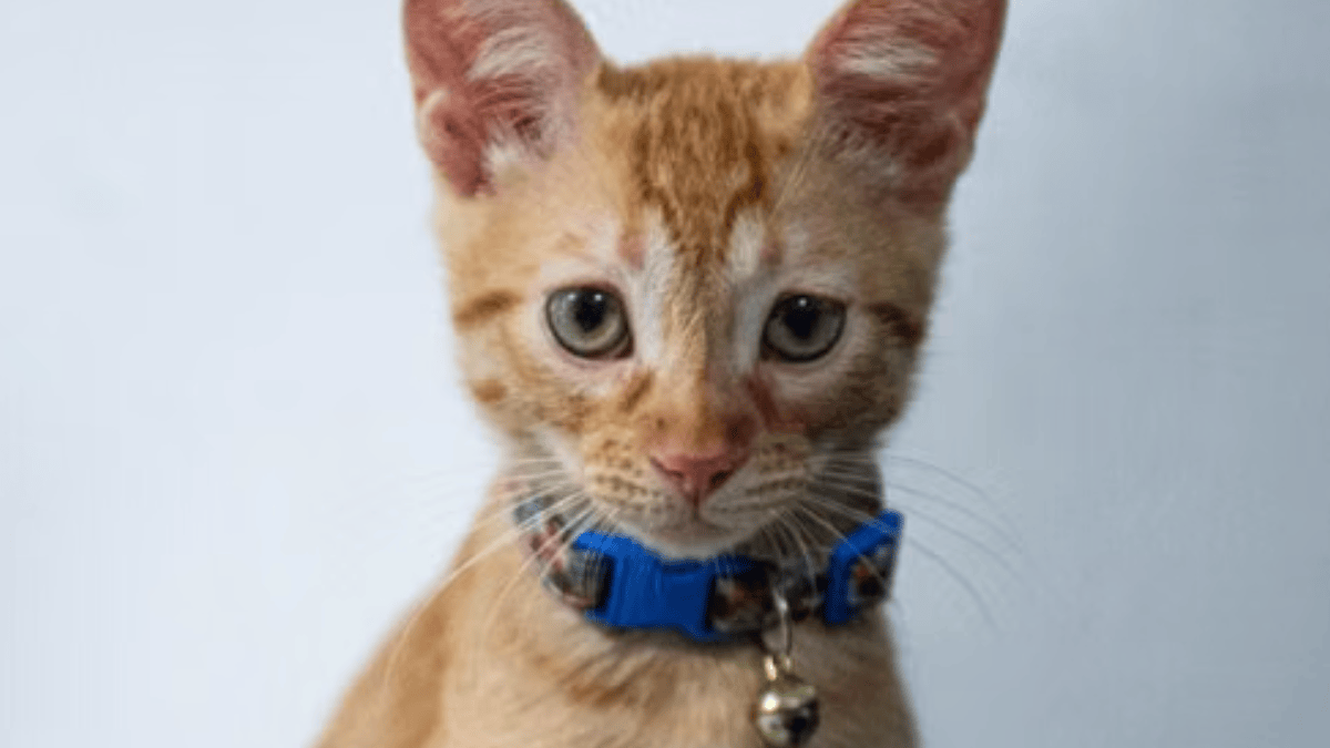 Ter uma “segunda casa” não significa necessariamente esquecer a primeira, já que gatos mantêm relações sociais próprias com seus tutores (Foto: Jonnathan Marin / Pexels)