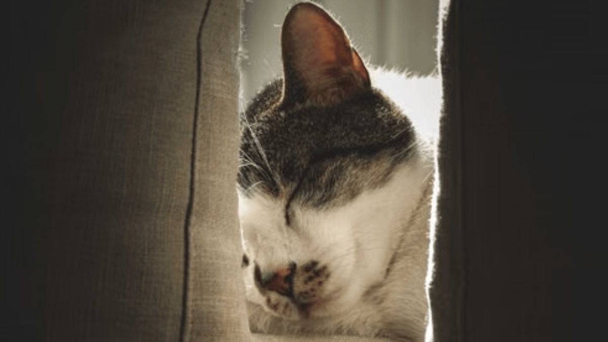 Comida chama atenção, mas carinho, tranquilidade e um sofá confortável também ajudam a explicar por que uma casa pode conquistar um visitante felino (Foto: Francesco Ungaro / Pexels)