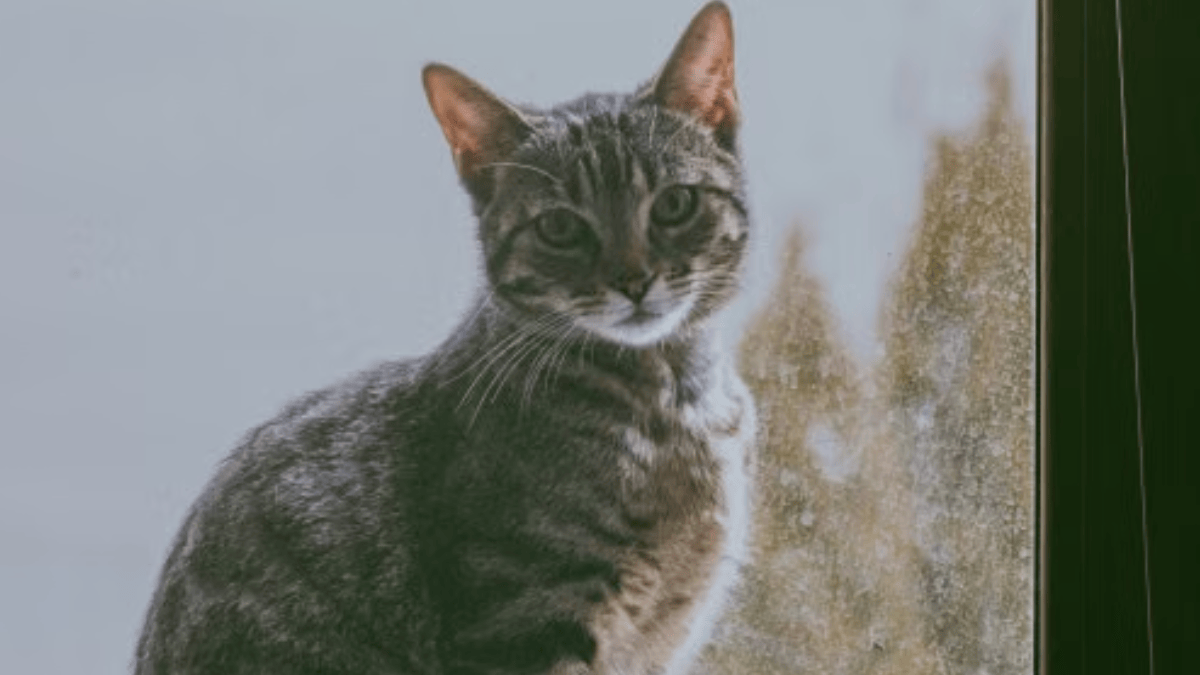 A chegada de outro animal ou mudanças no ambiente podem fazer alguns gatos procurar um lugar mais tranquilo para passar parte do dia (Foto: Diana / Pexels)