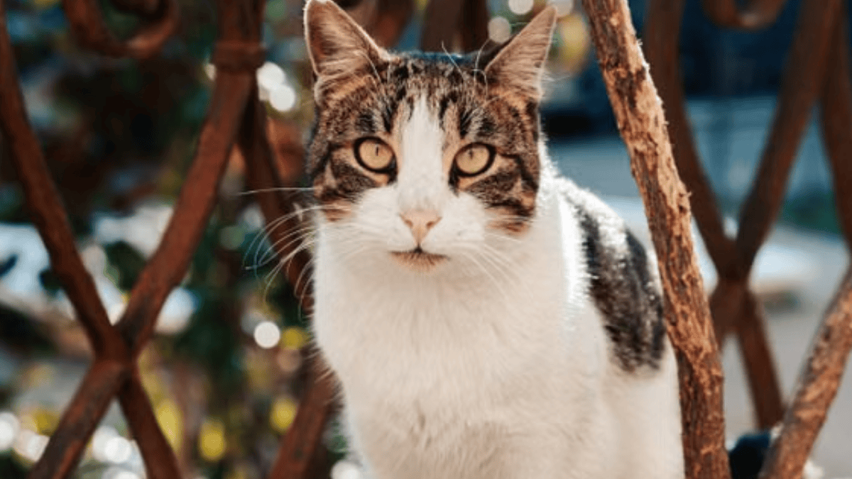 O território de um gato pode se limitar à residência e ao quintal ou alcançar áreas muito maiores. Gatos jovens também podem passar bastante tempo patrulhando e estabelecendo esse espaço (Foto: Ali Akdemir / Pexels)
