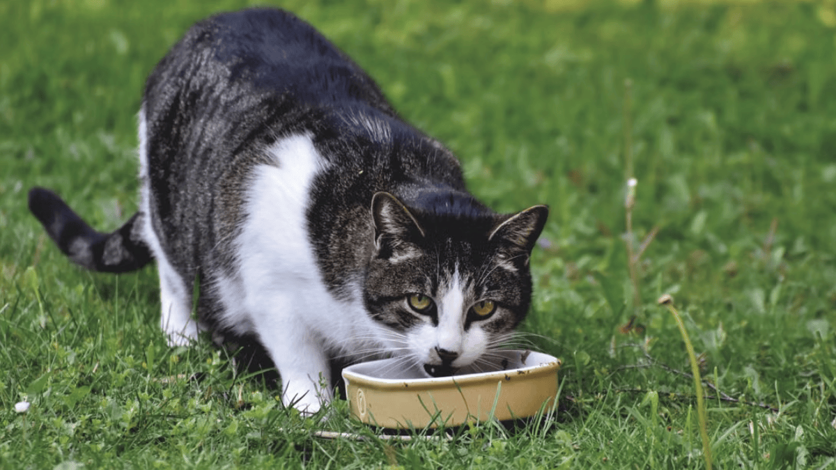 Alguns gatos transformam a vizinhança em um verdadeiro circuito gastronômico e procuram comida em várias casas mesmo depois de comer em casa (Foto: Ralph / Pexels)