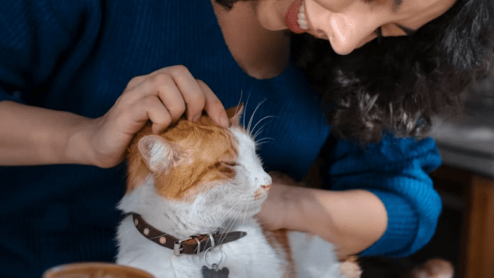 Casos no Reino Unido mostram gatos domésticos sendo alimentados e acolhidos por vizinhos (Foto: Esra Afşar / Unsplash)