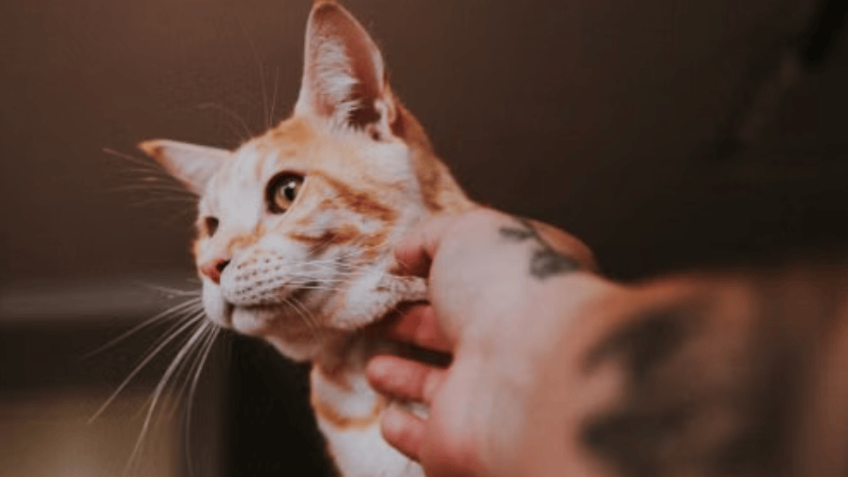 Nem só de salmão vive um “gato seduzido”: em estudo, a interação com humanos foi preferida pela maioria dos felinos avaliados, à frente até da comida (Foto: Eduardo Gorghetto / Pexels)