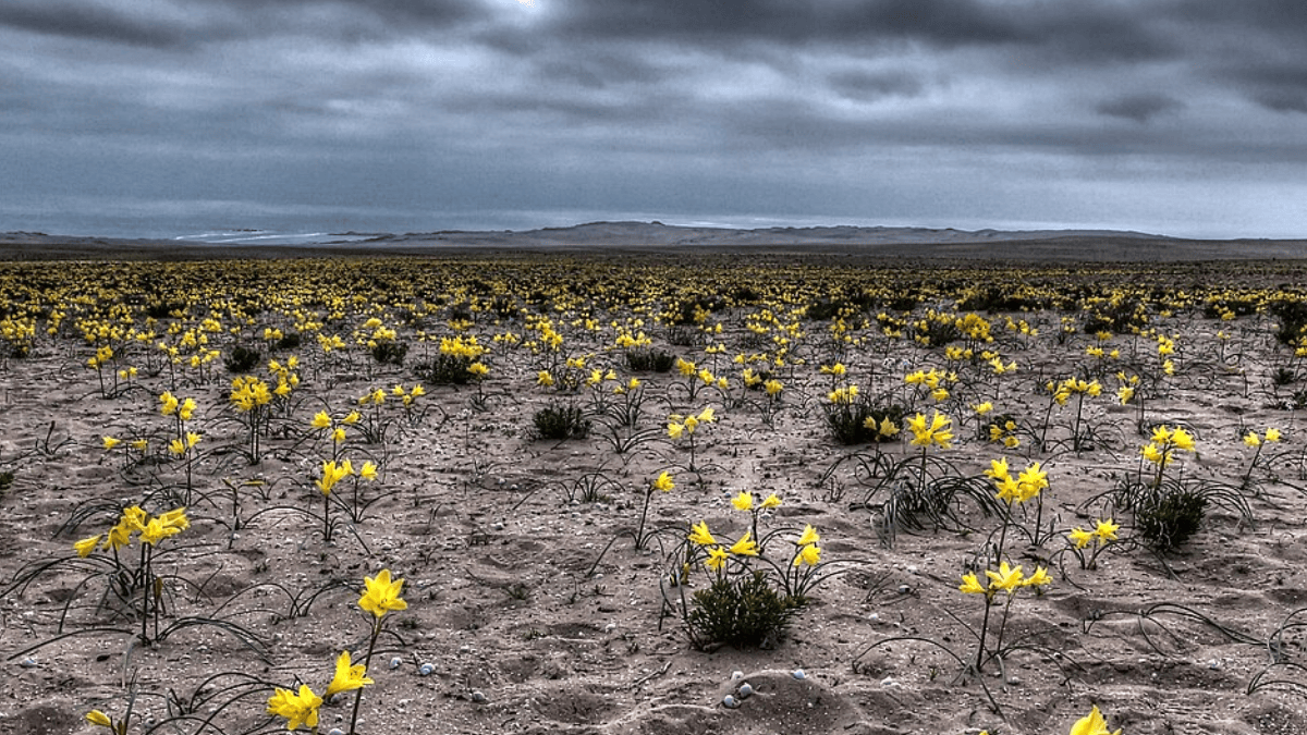 Em 2026, a chuva foi muito acima das expectativas, com registros da Direção Meteorológica do Chile de 38,1 mm somente em julho na região de Caldera; ao todo foram 43,5 mm (Foto: Rodrigo Medel / Wikimedia Commons)