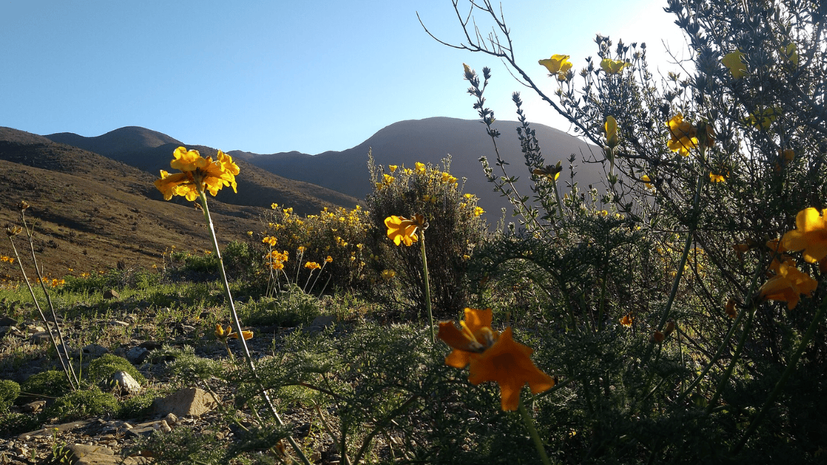 A importância biológica levou o Chile a criar, em 2023, o Parque Nacional Desierto Florido, com cerca de 57 mil hectares ao sul de Copiapó no qual estão boa parte dessa sementes (Foto: Alonso Núñez / Wikimedia Commons)