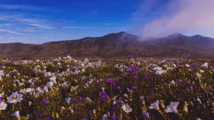 As primeiras flores já começaram a surgir no Atacama, após um inverno excepcionalmente úmido (Foto: Chang Hyon Lee / Wikimedia Commons)