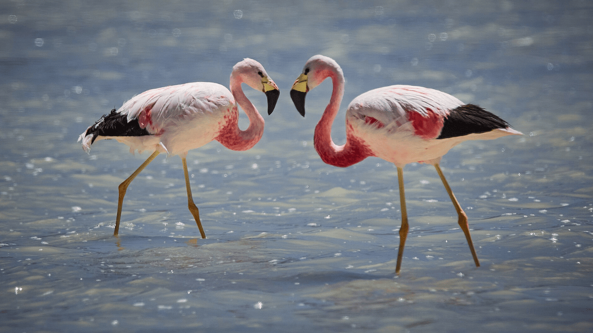 A Reserva Nacional Los Flamencos protege ambientes utilizados pelas três espécies de flamingos encontradas no Chile, além de vicunhas e outros animais adaptados à aridez (Foto: Leon Petrosyan / Wikimedia Commons)