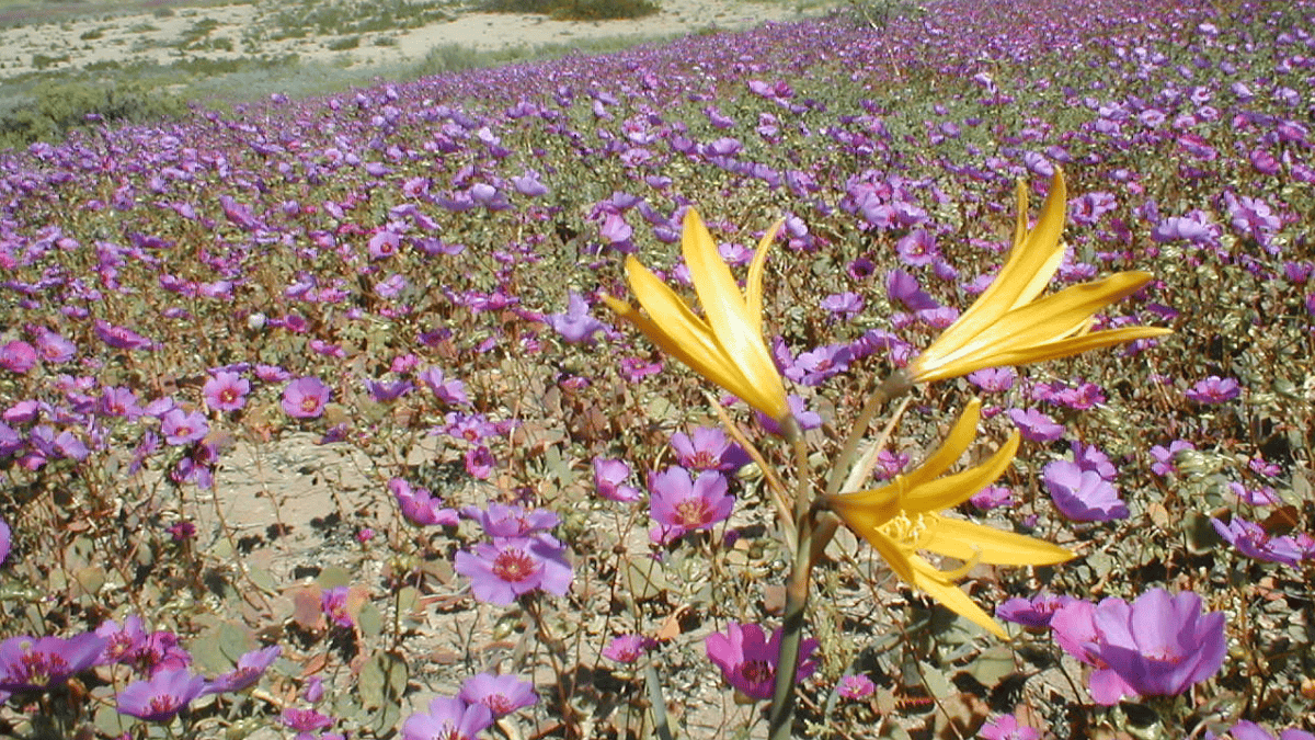 Sementes e outras estruturas vegetais permanecem dormentes sob o solo até que chuvas suficientes desencadeiem o Deserto Florido, fenômeno que pode reunir mais de 200 espécies (Foto: Javier Rubilar / Wikimedia Commons)