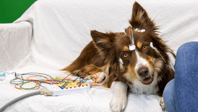 Cientistas identificaram que cães conseguem reconhecer padrões sonoros da fala humana utilizando um mecanismo cerebral semelhante ao encontrado em bebês (Foto: Divulgação / Sarolta Szilágyi / ELTE)