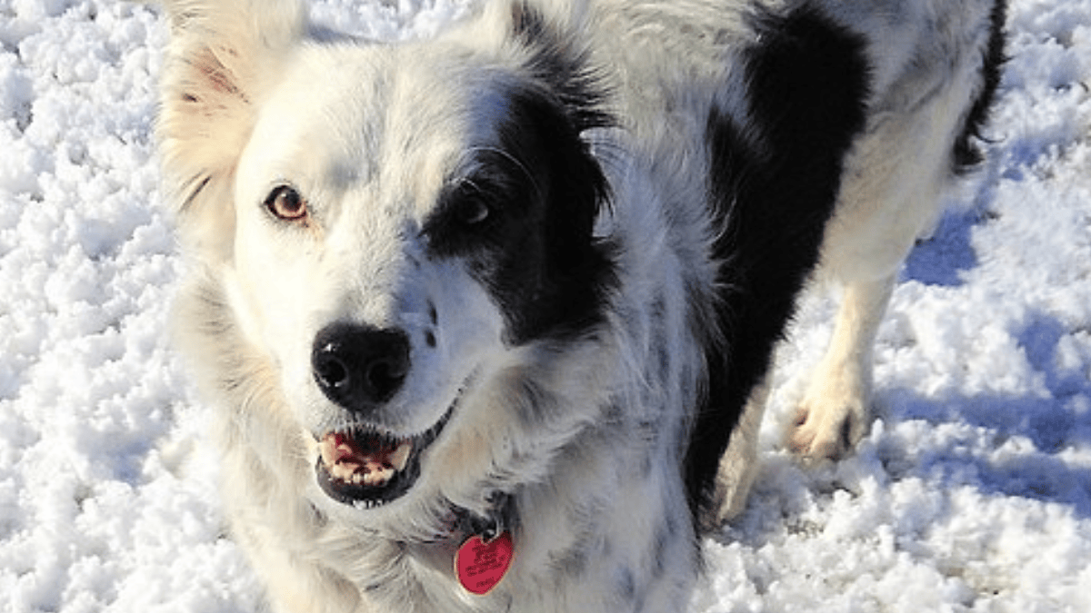 Chaser, uma border collie estudada por cientistas, demonstrou capacidade de reconhecer os nomes de mais de mil objetos diferentes (Foto: Pilleybianchi / Wikimedia Commons)