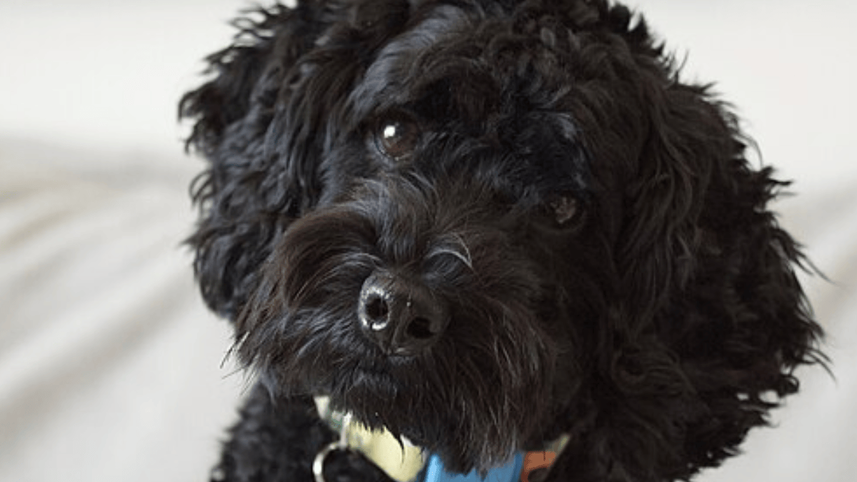 Estudos associam a inclinação da cabeça ao processamento de informações relevantes, especialmente quando cães reconhecem nomes de objetos (Foto: Reid Campbell / Wikimedia Commons)