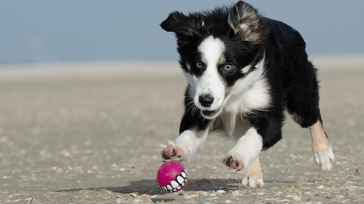 Alguns cães conseguem memorizar nomes de brinquedos e associá-los a objetos específicos, demonstrando habilidades excepcionais de aprendizagem (Foto: KatrinKerou / Wikimedia Commons)