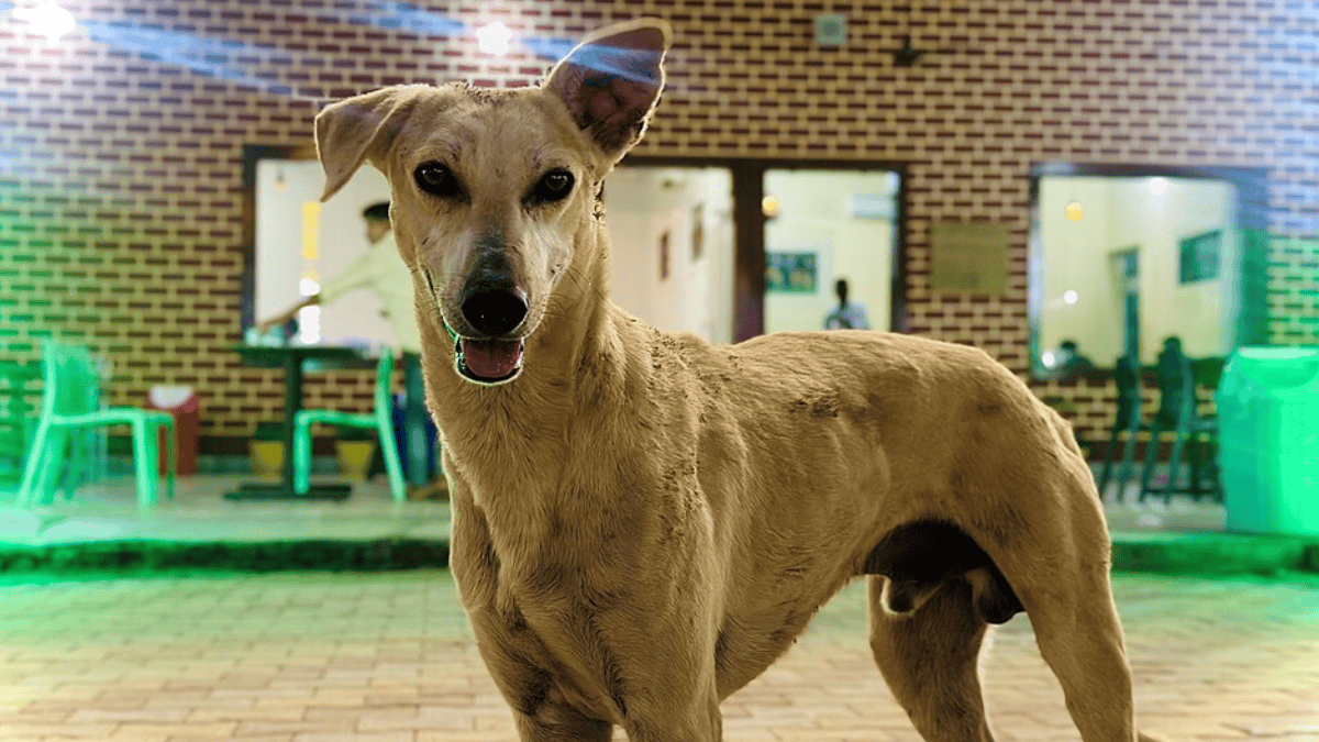 Cães conseguem combinar expressões faciais e sons da voz humana para distinguir emoções positivas e negativas (Foto: Raviarts / Wikimedia Commons)