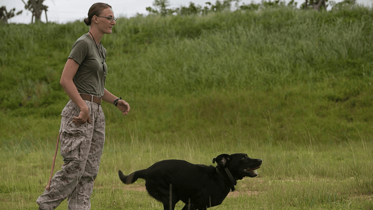 Cachorros conseguem interpretar gestos humanos, como apontar com o dedo, para localizar objetos e alimentos escondidos (Foto: Lance Cpl. Abbey Perria / Wikimedia Commons)