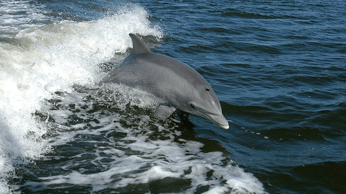 Esse comportamento possui paralelos com animais modernos, como focas e golfinhos, que também regurgitam partes indigestíveis de suas refeições (Foto: NASA)