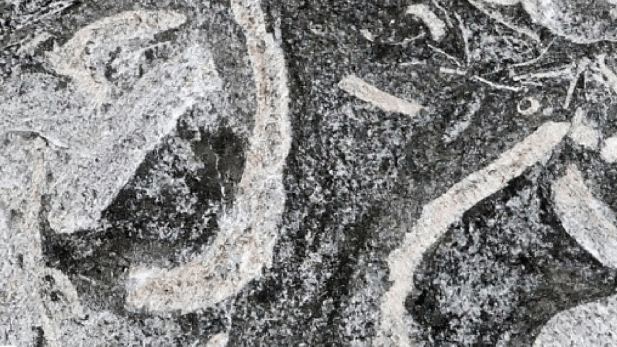 Dentro estavam compactadas conchas de moluscos bivalves, tubos calcários de vermes marinhos, fragmentos de crinoides e até pequenos pedaços de madeira (Foto: Dirk Knaust / Geological Magazine / Cambridge University Press)