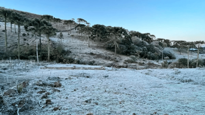 Urupema teve muitas geadas durante o inverno em 2026 (Foto: Ana Cristina Machado, NSC TV)