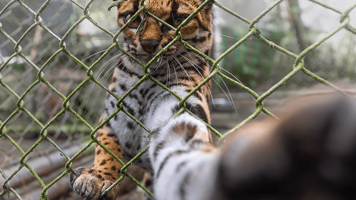 O animal pertence ao gênero Leopardus, ao qual pertencem a maior dos gatos-do-mato latinos (Foto: Alessandro Verniani / Wikimedia Commons)