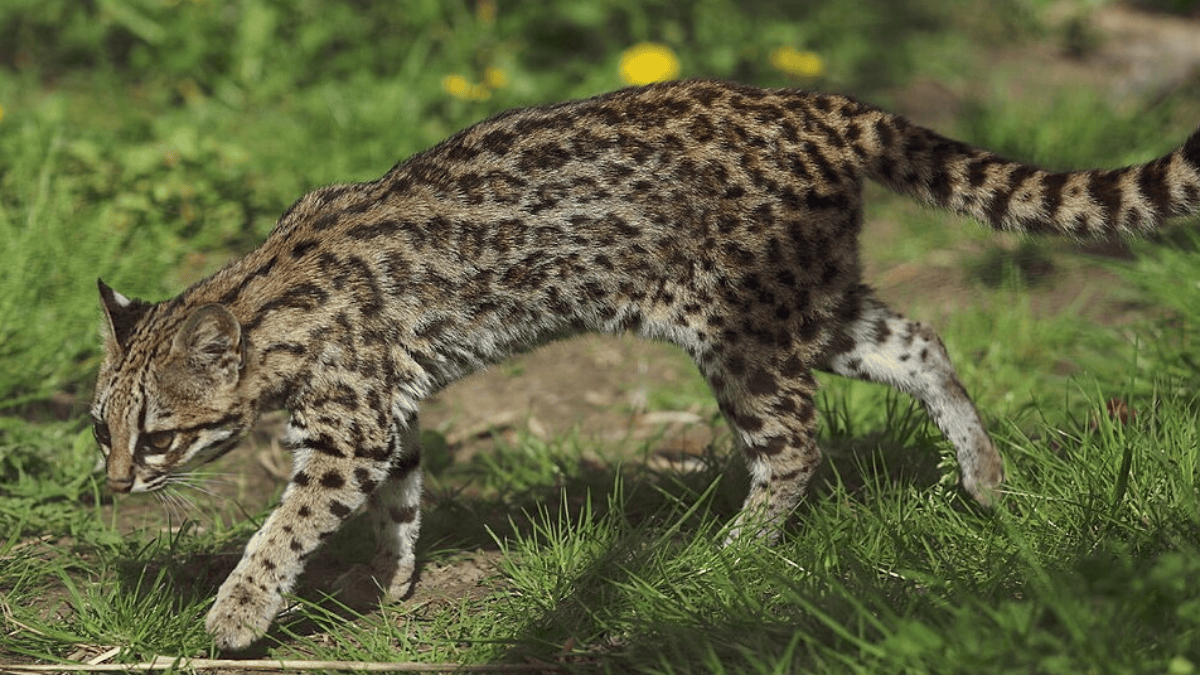O Leopardus tigrinus era uma das espécies às quais animais semelhantes ao tilcayo foram associados por décadas antes do novo estudo (Foto: Groumfy69 / Wikimedia Commons)