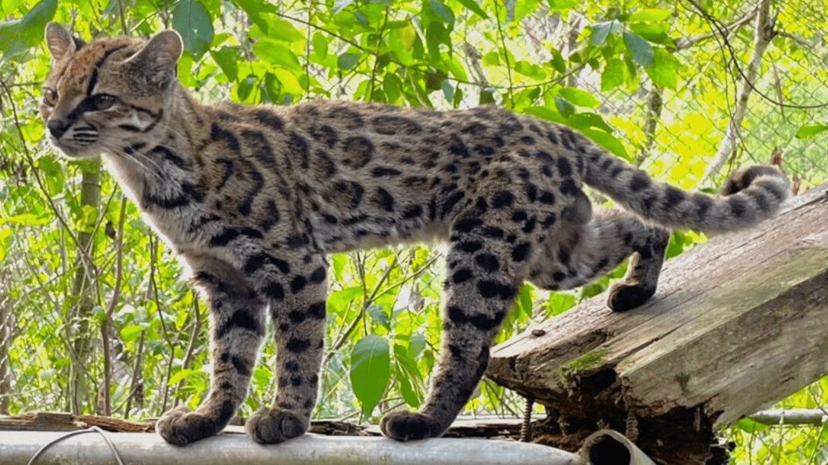 A nova espécie, Leopardus tilcayo, foi localizada pelas diferenças em suas manchas (Foto: Paola Nogales Ascarrunz / Wikimedia Commons)