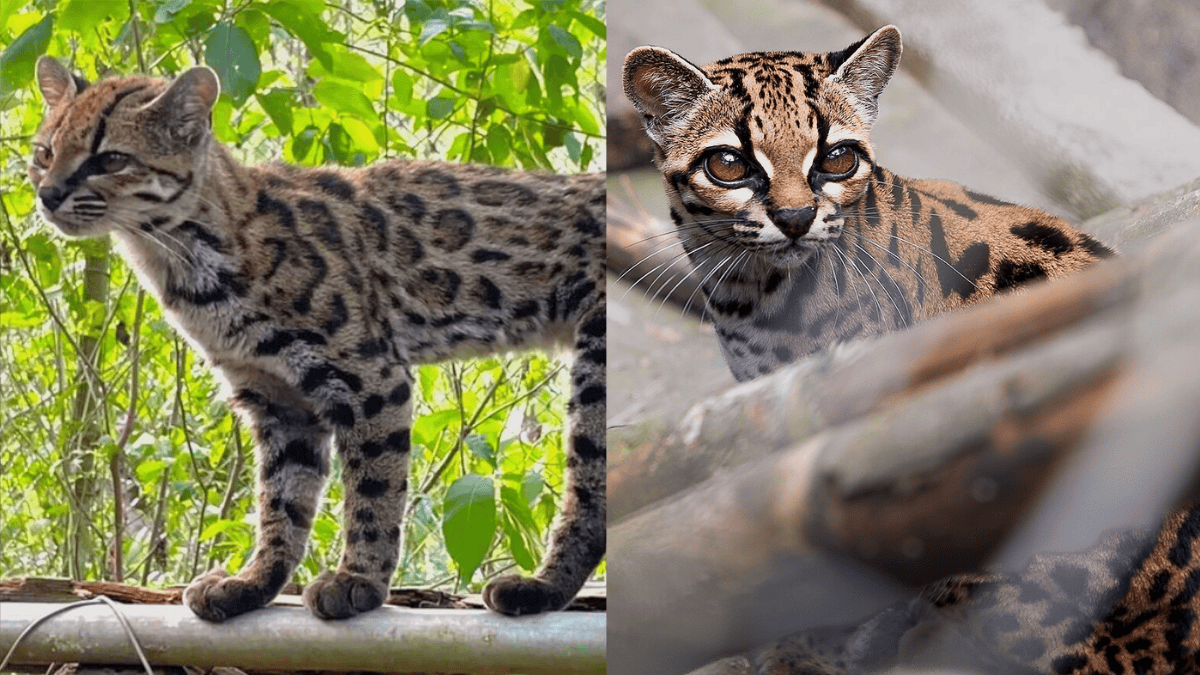Apesar da aparência semelhante a outros gatos-do-mato, detalhes da pelagem e principalmente o DNA separaram o tilcayo de seus parentes (Foto: Paola Nogales Ascarrunz / Alessandro Verniani / Wikimedia Commons)