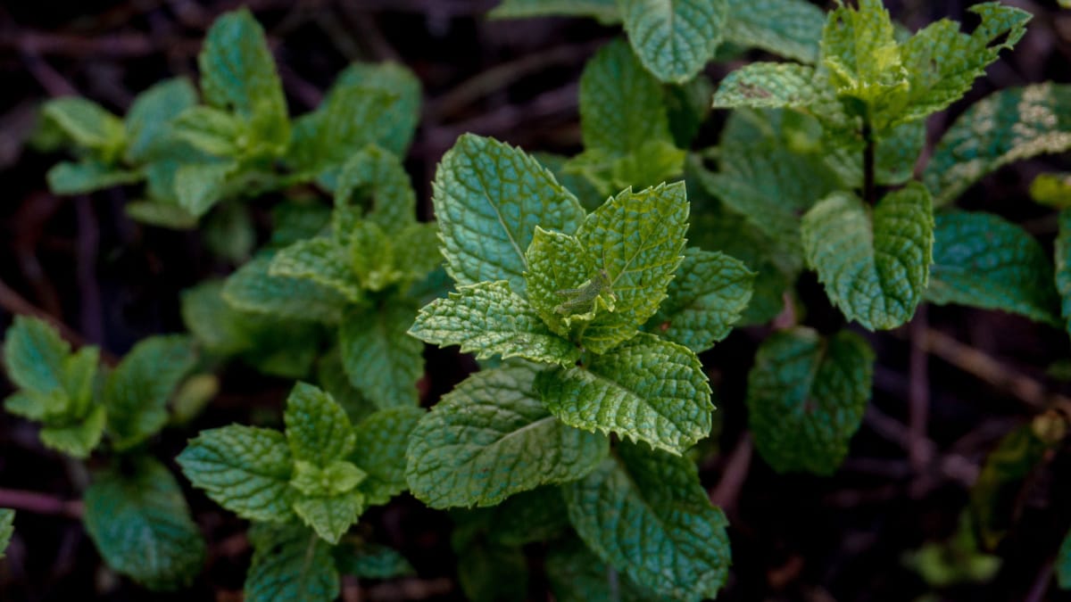 Estaquia é uma técnica simples para multiplicar a hortelã usando pequenos galhos da planta-mãe (Foto: Felipe Balduino/ Pexels)