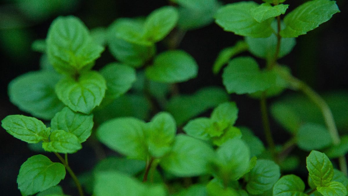Com umidade controlada e luminosidade adequada, a hortelã pode desenvolver raízes a partir de uma simples estaca (Foto: Karen Laårk Boshoff/ Pexels)
