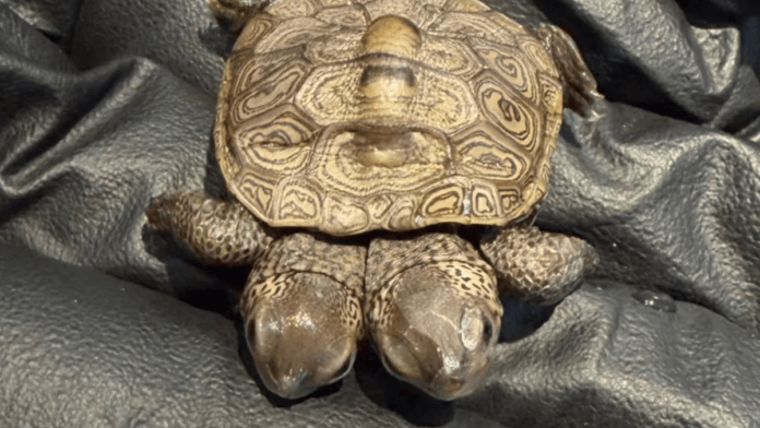 Filhote de tartaruga-diamante encontrado em Wellfleet nasceu com duas cabeças e pesa apenas 5,2 gramas (Foto: Cape Wildlife Center / Facebook)