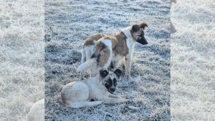 Floquinho, Geadinha e Bola de Neve: trio de cãezinhos brinca na geada e conquista corações na Serra de SC