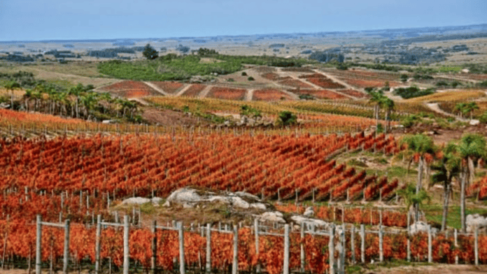 Vinho uruguaio
